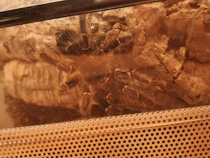 Vogelspinne abzugeben 