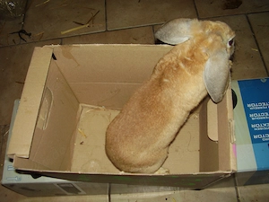 4 Zwerghasen 3 männchen 1 weibchen