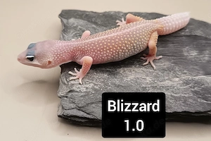 1.0 Blizzard Leopardgecko 