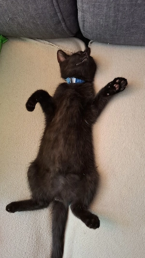 katzenbabys