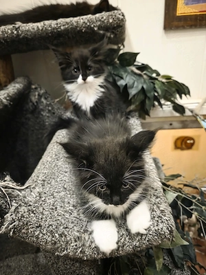 Reinrassige Maine Coon Kitten 1 roter Kater 4 Mädchen 