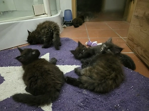 Reinrassige Maine Coon Kitten 5 Mädchen in schwarz grau 