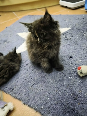 Reinrassige Maine Coon Kitten 5 Mädchen in schwarz, smoke, 