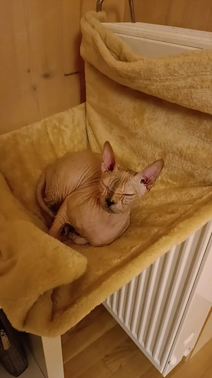 Spynx Katze kastriert