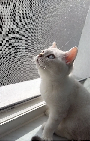 Ein BKH-Ragdoll-Mix-Kater mit blauen Augen sucht ein liebevolles Zuhause.