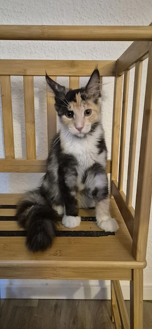 Maine Coon kitten 