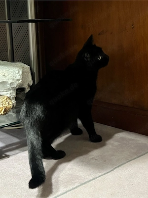 katze weiblich 