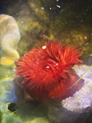 Meerwasser Anemone Rot
