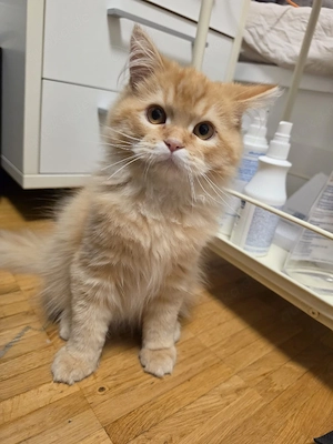 Süße Perserkater suchet ein liebevolles Zuhause 