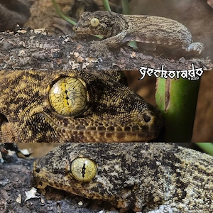 Gehyra Marginata Weibchen 