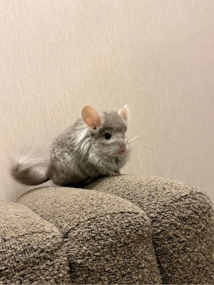 angora chinchilla männchen 