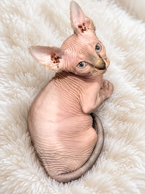 Kanadische Sphynx kitten mit schnurrhaare