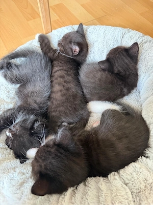 BKH EKH Mix Kitten abzugeben 