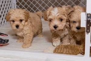 Maltipoo-Welpen