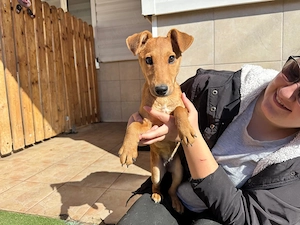 Nuka Welpe sucht liebevolles Zuhause