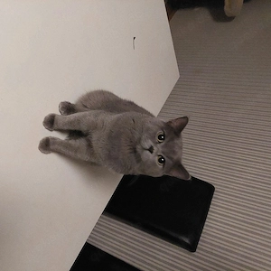 Kater.jung.
