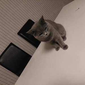 Kater.jung.