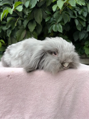 Kastrate Teddywidder Lionlop