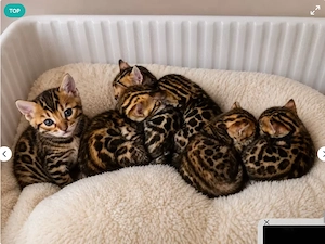 Traumhafte Bengal Kitten suchen ihr liebevolles Für immer Zuhause ! 