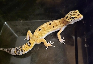 0,1 Hypo Tangerine Leopardgecko 