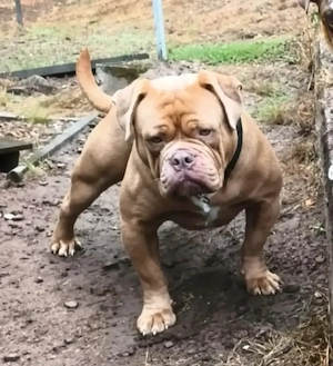 Old English Bulldog Deckrüde 