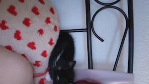 BKH Mmischling weibchen