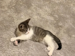 kleines kätzchen, kitten, katze 