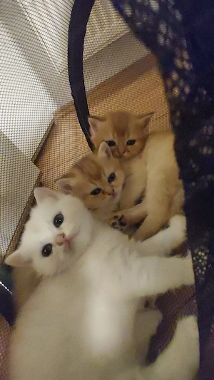 3 Britisch Kurzhaar katzen männlich 