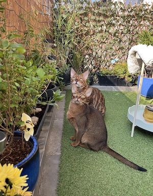 Bengalkater & Abessinierkatze