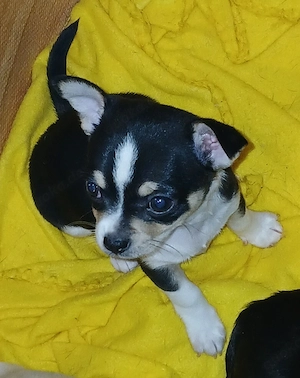 Chihuahua rüde 