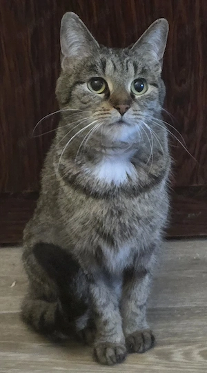 Frieda 7 Jahre alt sucht neues Zuhause 