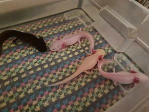 Axolotl 18 bis 20 cm 