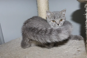 Süße BKH-Kitten suchen ein neues Zuhause