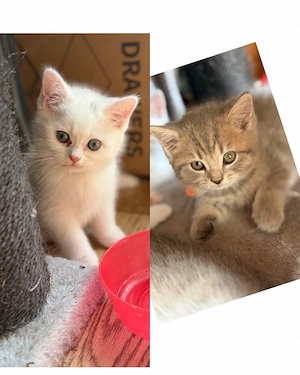 BKH Kitten - Blutgetestete Elterntiere noch 2 Mädels und 2 Kater frei 