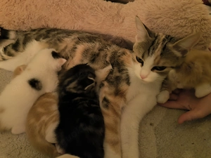 Zuckersüße kitten, Katzenbabys 