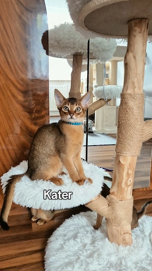 Abessinier Kitten mit Stammbaum
