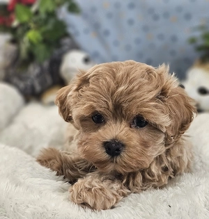 Wunderschöne kleinbleibende Maltipoo Mädchen 