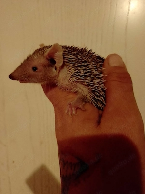 Kleiner Igeltanrek, Jungtier