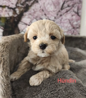 Zuckersüße Maltipoo Welpen   Rüden