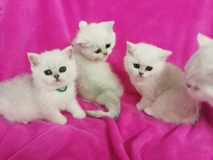 BKH Kitten mit Stammbaum! 