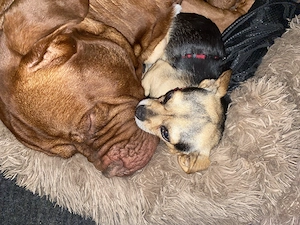 Suche endplatz für meine zwei Hunde !!!