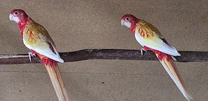 1.1 Rubino Rosellas 