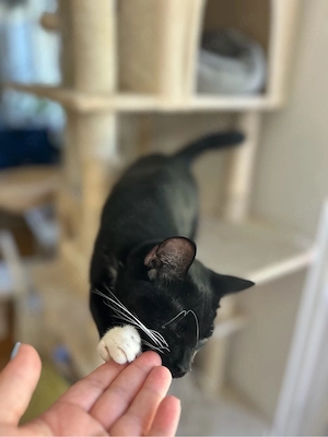 Katzen abzugeben