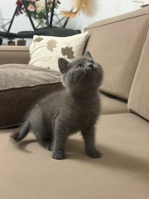 Britisch kurzhaar Kitte mit zubehör