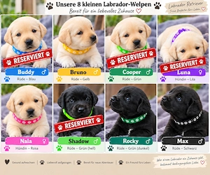 Süsse reinrassige Labrador Welpen 