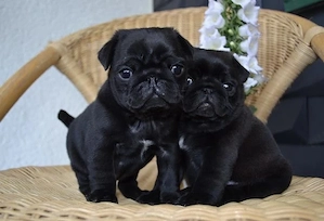 Mops Welpen