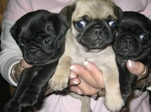 Mops Welpen 