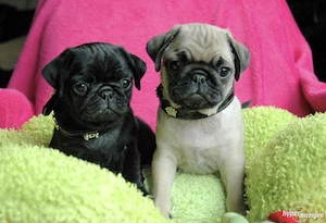 Mops Welpen 