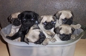 Mops Welpen für ein Haustier liebevolles zuhause