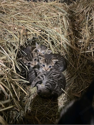 Liebevolle Katzenbabys suchen ein neues Zuhause